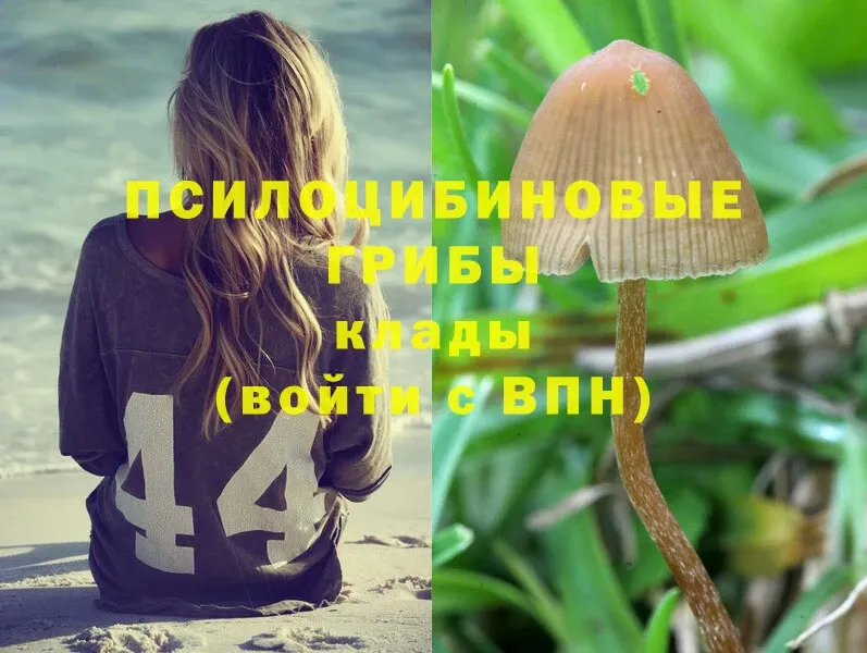 Псилоцибиновые грибы Psilocybe  blacksprut ссылка  Ясногорск  наркота 